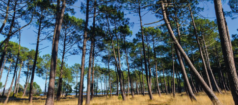 des-vacances-entre-dunes-et-foret-de-pins-landais